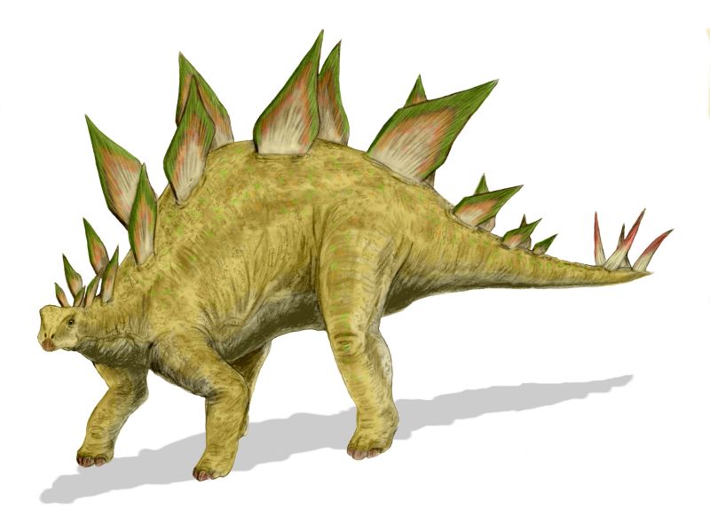 Animal Profiles: The Mighty Stegosaurus