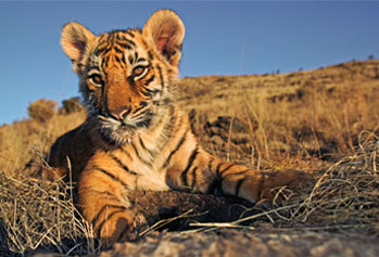 Animal Profiles: Tigers