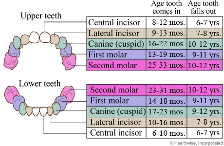 teeth chart 1