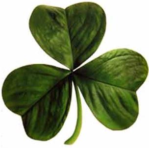 Irish clover 1